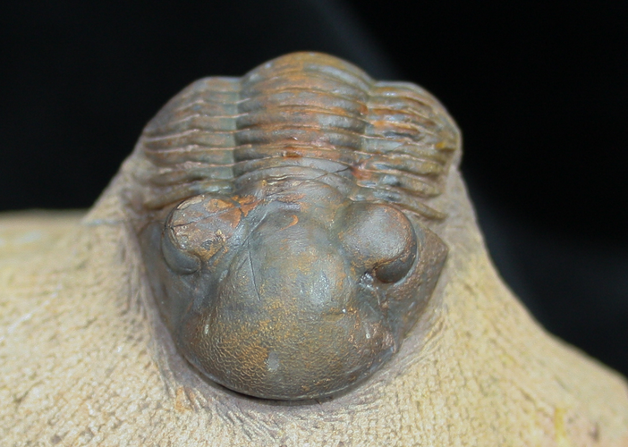 Detailed Moroccan Trilobite Paralejurus #1525